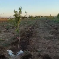 زمین۳۰۰مترصالحیه آب قانونی درخت درصالحیه