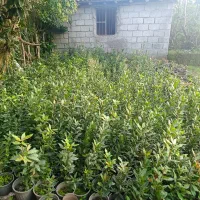 برگ بو|گل و گیاه طبیعی|چهاردانگه (تهران), |دیوار