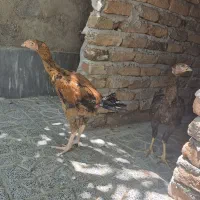خروس لاری و مرغ لاری