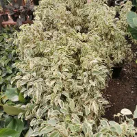 بنجامین ابلق