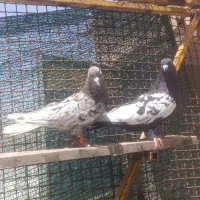 کبوتر|پرنده|زرقان, |دیوار