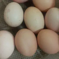 تخم مرغ محلی