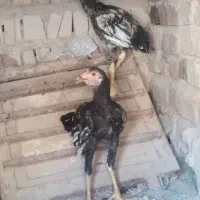 خروس