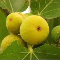 انجیر طلایی ارگانیک  مربا انجیر
