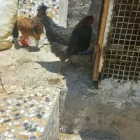 مرغ تخم گذار