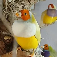 فنچ|پرنده|شیروان (خراسان), |دیوار