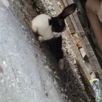خرگوش بالغ ماده