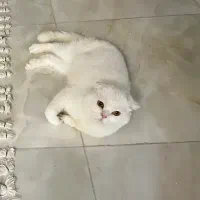 گربه برتیش نر