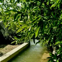 باغ ویلا اجاره ای