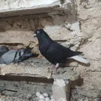 کفترذاغ دم سفید