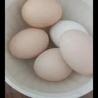 تخم مرغ|خوردنی و آشامیدنی|چهاردولی, |دیوار