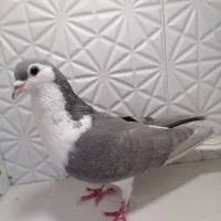 خال دم زرد، چپ، چپ دم، ساده، سار اقون