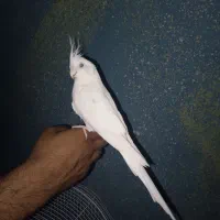 عروس هلندی بالغ