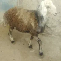 ۵عدد بره پرواری