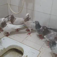 کفتر