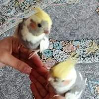عروس هلندی دستی سه ماهه