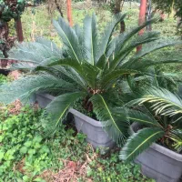 فروش سیکاس