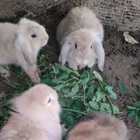 خرگوش لوپ