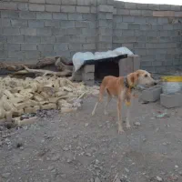 تازی شکاری ماده