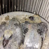 جوجه پلاکی فروشی