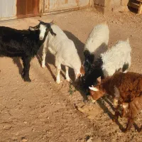 گوسفند کره نر و ماده