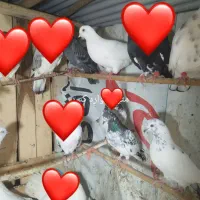 کبوتر و طوطی عروس