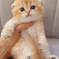 گربه اسکاتیش گلد