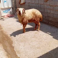کوسفند