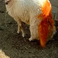 قوچ سنجابی