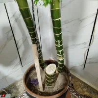 گل دیفن|گل و گیاه طبیعی|دورود, |دیوار
