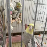عروس هلندی