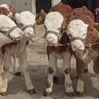قطب و منبع گوساله نژادبالا درکشور وزن ۵۰تا۳۰۰کیلو
