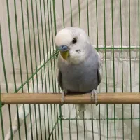 مرغ عشق