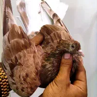 کبوتر اشعل کوهی