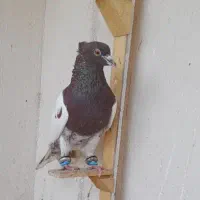 کبوتر کفتر سینه کله