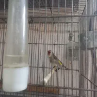 سهره  نر