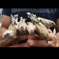 جوجه سهره تعداد بالا