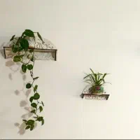پایه گل و گل برگ بیدی