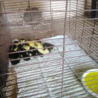 جوجه اردک خارجی اصل