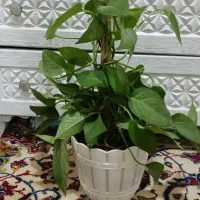 گل و گیاه