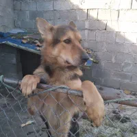 ژرمن پاخرگوشی نر