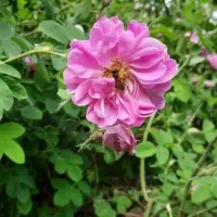 ریشه گل محمدی کاشان