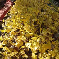 نهال ژینگو/جینکو