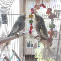 جوجه عروس هلندی