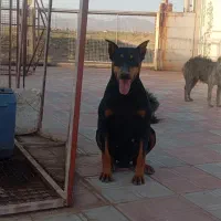 سگ دوبرمن به همراه توله اصیل وادراتی