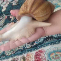 حلزون آلبینو طبی درمانی