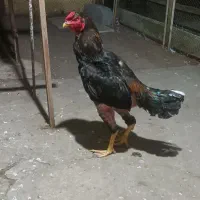 خروس‌لاری