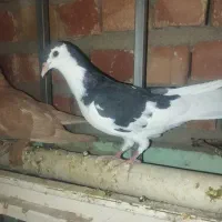 سینه سفید ماده