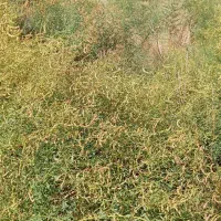 خارشتر