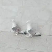 کبوتر زیبای ساتن تزئینی